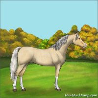 Horse Color:Silver Buckskin Roan Splash 