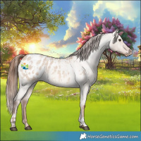 Horse Color:Red Dun Roan Blanket  and Red Dun Roan Blanket Rabicano 