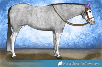 Horse Color:Blue Roan Splash 