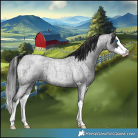 Horse Color:Blue Roan Splash 