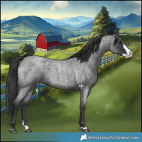 Horse Color:Blue Roan Splash 