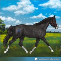 Horse Color:Smoky Black 