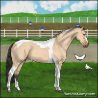 Horse Color:Bay Dun Tobiano 