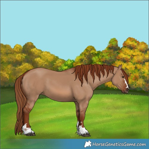 Horse Color:Red Dun 