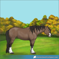 Horse Color:Liver Red Dun 