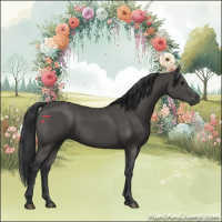 Horse Color:Black 