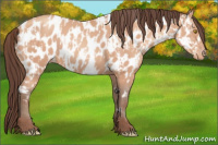 Horse Color:Amber Champagne Appaloosa and Amber Champagne Appaloosa