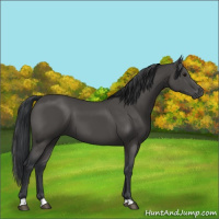Horse Color:Black 