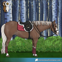 Horse Color:Silver Black