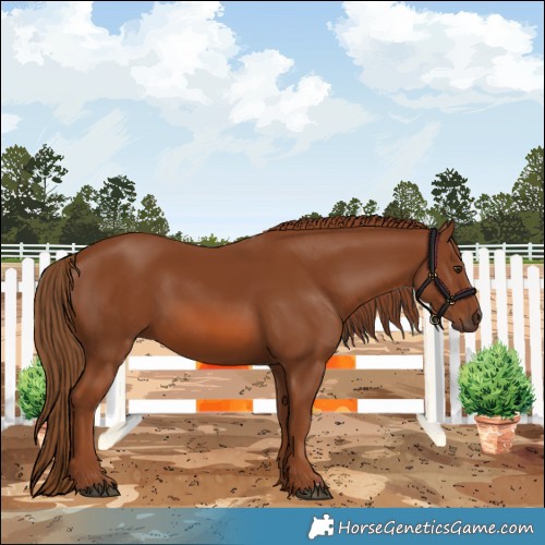 Horse Color:Chestnut 