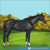 Horse Color:Black 