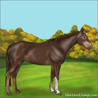 Horse Color:Gray Chestnut 