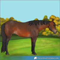 Horse Color:Brown 