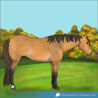 Horse Color:Buckskin 