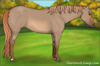 Horse Color:Red Dun 