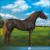 Horse Color:Liver Chestnut Rabicano 