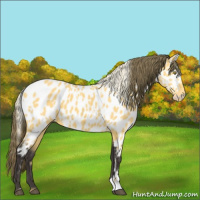 Horse Color:Palomino Appaloosa  and Buckskin Appaloosa 