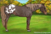 Horse Color:Liver Chestnut Appaloosa 