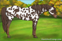 Horse Color:Liver Chestnut Appaloosa 