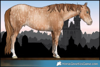 Horse Color:Gold Champagne Pearl Rabicano  and Gray Gold Champagne Pearl Rabicano 