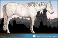 Horse Color:Gold Champagne Pearl Rabicano  and Gray Gold Champagne Pearl Rabicano