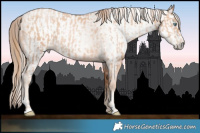 Horse Color:Gold Champagne Pearl Rabicano  and Gray Gold Champagne Pearl Rabicano 