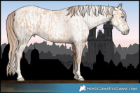 Horse Color:Gold Champagne Pearl Rabicano and Gray Gold Champagne Pearl Rabicano