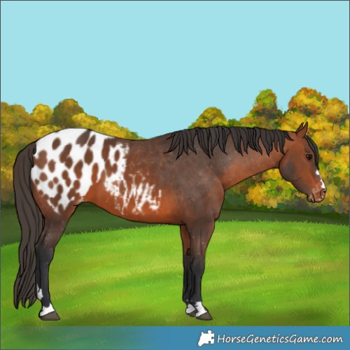 Horse Color:Bay Appaloosa