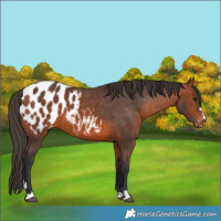 Horse Color:Bay Appaloosa 