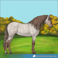 Horse Color:Liver Red Dun Roan Rabicano