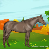 Horse Color:Liver Red Dun