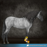 Horse Color:Blue Roan 