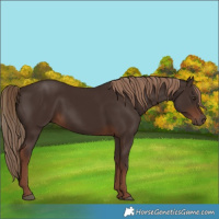 Horse Color:Liver Chestnut Rabicano 