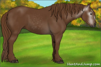 Horse Color:Gray Chestnut 