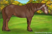 Horse Color:Gray Chestnut 