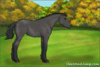Horse Color:Black 