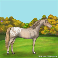 Horse Color:Red Roan Appaloosa 