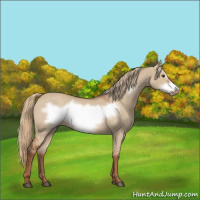 Horse Color:Red Dun Frame 