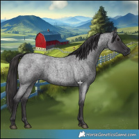 Horse Color:Smoky Blue Roan 
