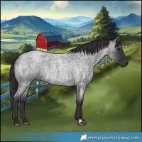 Horse Color:Smoky Blue Roan 