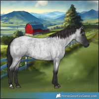 Horse Color:Smoky Blue Roan 