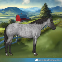 Horse Color:Smoky Blue Roan 