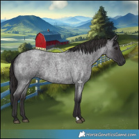 Horse Color:Smoky Blue Roan 