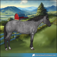 Horse Color:Smoky Blue Roan 
