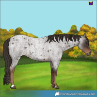 Horse Color:Liver Red Roan 