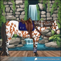 Horse Color:Bay Appaloosa 