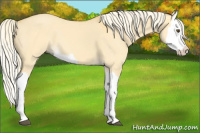 Horse Color:Palomino Dun Splash 