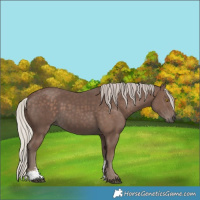 Horse Color:Silver Black Sabino Rabicano 
