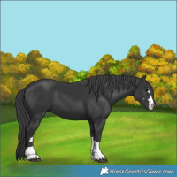 Horse Color:Black 
