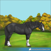 Horse Color:Black 